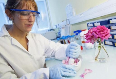 El gen responsable de la síntesis de las moléculas que confieren el característico olor de las rosas es el Teknautas. Foto: www.ecestaticos.com. Olor rosas