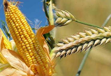 Con la actual tasa de cambio, Fenalce indicó que es el momento para que el campo empiece a ser competitivo. Foto: CONtexto ganadero. Retos cerealeros colombia