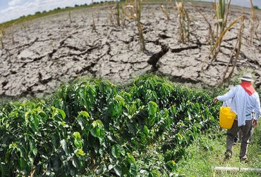 La FNC recomienda que los cafeteros tomen las medidas necesarias para prevenir la broca. Foto: CONtexto ganadero. sequía cultivo café