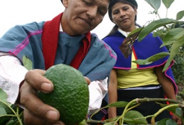Cauca demuestra que el ejercicio de volver grandes a los chicos funciona. Foto: Cortesía. aguacate hass en colombia