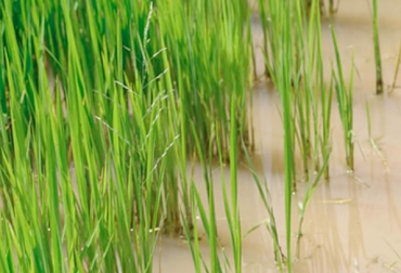 Con el uso de esta herramienta el agricultor ahorrará 50 % del agua, 25 % en el uso de fertilizantes y 40 % en plaguicidas. Foto: Fedearroz. Cultivo arroz