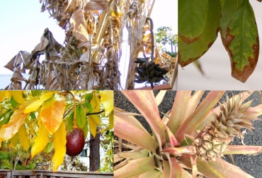 El balance parcial de Asohofrucol destacó que Bolívar, Boyacá, Caldas, Nariño, Quindío, Tolima y Cundinamarca se han visto afectados por el verano. Foto: CONtexto ganadero. Sequía Colombia