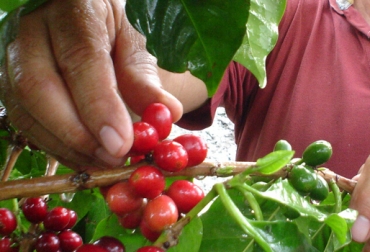 La recomendación de la entidad es generar lazos de asociatividad para fomentar la compra del grano. Foto: CONtexto ganadero. Cultivo café