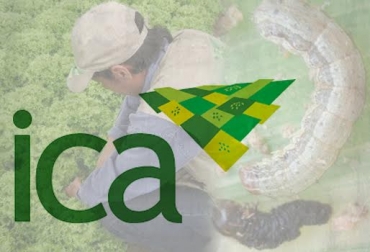 Dentro del listado de las 1.004 plagas se encuentran ácaros, insectos, hongos, Oomycetes, procariotas, nemátodos, virus, viroide, protozoarios y malezas. Foto: CONtexto ganadero. ica plagas colombia