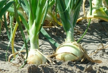 Con el sistema de riego por goteo se reducirá el uso de herbicidas y fungicidas. Foto: http://www.cebollaelblog.com. Producción sostenible de cebolla Colombia
