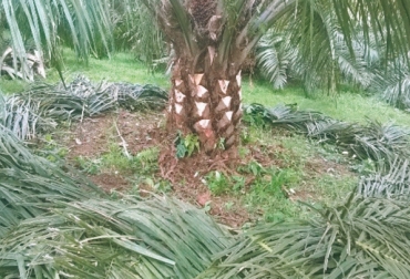Las cifras de Fedepalma señalan que entre 30 mil y 40 mil hectáreas en todo el país tienen mulch. Foto: Cortesía Fedepalma. Cultivo palma de aceite