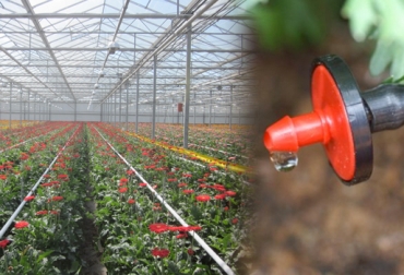 Entre las metodologías adoptadas se encuentran la fertilización y el uso de sistemas de riego. Foto: CONtexto ganadero. Cultivo flores
