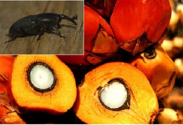 Entre las recomendaciones está cambiar el cebo vegetal de la trampa cada días 15. Foto: CONtexto ganadero. Picudo negro en la palma de aceite