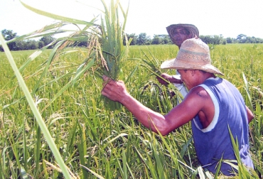 El sector arrocero confirmó que participará en la marcha del 17 de marzo. Foto: Alcaldía de Aguazul, Casanare. Cultivo arroz colombia