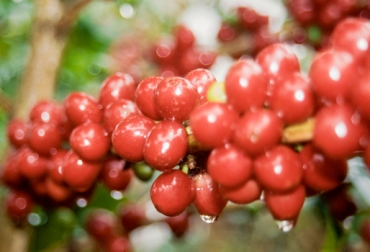 Uno de los problemas que afronta el sector es el pago de las deudas. Foto: Federación Nacional de Cafeteros. Cultivo de café