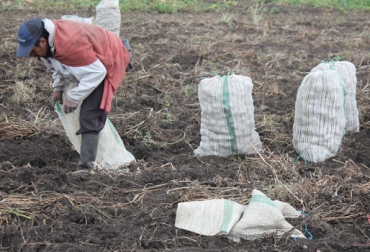 Entre las peticiones que hacen está la restricción de importaciones de papa. Foto: Fedepapa. Cultivo papa