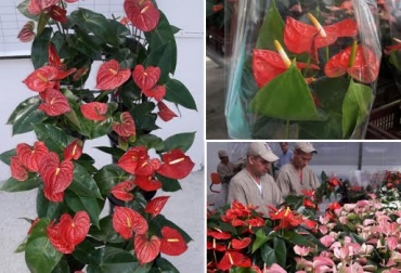 Esta primera exportación le abre las puertas a todos los productores de plantas en macetas. Foto: ICA. flores en maceta, flores en maceta colombia, colombia noticia flores en maceta, flores en maceta exportaciones, flores en maceta ica minagricultura, CONtexto ganadero
