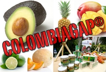Entre los productos que se quieren posicionar están el aguacate hass, mango, lima Tahití, piña MD2, papaya, entre otros. Foto: CONtexto ganadero. COLOMBIAGAP®, COLOMBIAGAP® noticias, COLOMBIAGAP® lanzamiento, COLOMBIAGAP® cifras, COLOMBIAGAP® cci, COLOMBIAGAP® minagricultura, CONtexto ganadero