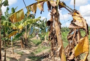 Más de 130.000 familias dependen del trabajo en estas plantaciones de banano. Foto: www.infojardin.com. plagas cultivos banano, plagas cultivos banano noticias, plagas cultivos banano colombia, plagas cultivos banano cifras, plagas cultivos banano ica, contexto ganadero