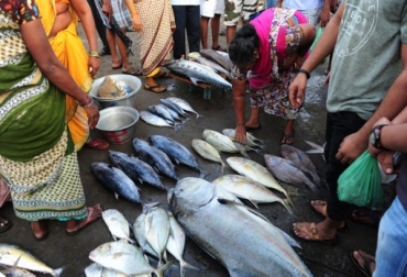 La producción mundial total de la pesca de captura en 2014 ascendió a 93,4 millones de toneladas. Foto: AFP. pesca en el mundo, pesca en el mundo noticias, pesca en el mundo cifras, fao pesca en el mundo, contexto ganadero