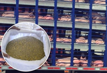 El robo de cerdos durante las protestas y la falta de concentrado, tiene en alerta al sector porcícola. Foto: ar.all.biz - tratarbien.com.mx Transporte de cerdos