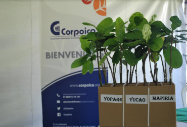 El marañón es un fruto seco con alta demanda en el mundo. Foto: Cortesía. marañones corpoica