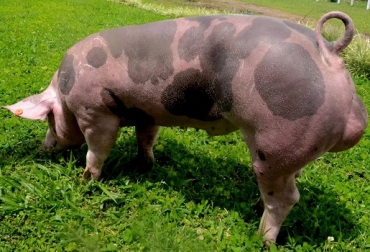La raza pietrain brinda un producto más blanco y bajo en grasa, a eso le está apuntando Colombia. Foto: razasporcinas.com. cerdo pietrain, cerdo, Carne de cerdo, razas de cerdos