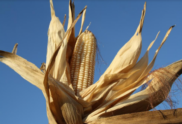 Estas 2 variedades de maíz son una gran opción para los pequeños productores de la región. Foto: Cortesía. maíz corpoica, maíz variedades colombia, maíz colombia corpoica lanzamiento, contexto ganadero