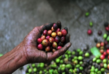 Actualmente el café es el tercer producto de exportación de Colombia. Foto: Cortesía. cafe colombia, cafe colombia noticias, cafe colombia cifras, cafe colombia fnc, contexto ganadero