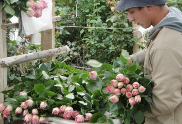El sector floricultor genera 130 mil empleos formales, 64 % ocupados por mujeres. Foto: facebook.com/pages/Asocolflores. flores colombia economía