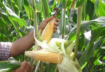 Pese a estar importando maíz sin arancel, plantas de concentrado no disminuyn el precio del producto. Foto: el libertario.com. preocupación de ganaderos, importaciones de maíz, contingente de importaciones de maíz, altos costos de concentrados, CONtexto ganadero