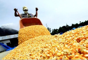 El gremio pide al Ministerio de Agricultura atender la problemática y buscar mejores condiciones comerciales para los cultivadores. Foto: panorama-agro.com. importaciones, importaciones de maíz, maíz amarillo, maíz amarillo ee.uu., maíz amarillo en el tlc con ee.uu., tlc entre colombia y estados unidos, contingente de maíz autorizado en el tlc, fenalce, maiceros de colombia, producción de maíz en colombia, ganadería colombia, contexto ganadero