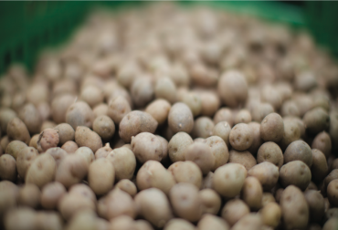 Los asiáticos reciben entrenamiento en prácticas agrícolas sostenibles. Foto: Pontificia Universidad Javeriana. negocio de cultivo de papa, negocio de cultivo de papa noticias, negocio de cultivo de papa pepsico, CONtexto ganadero