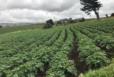 El proyecto permitirá que los campesinos sean los proveedores de de una multinacional canadiense. Foto: Gobernación de Boyacá. papa, papicultores de boyacá, Producción de papa en Boyacá, año del campo, año del campo en boyacá, Gobernación de Boyacá, agricultura, ganadería colombia, CONtexto ganadero