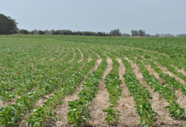 Echeverría: “Hay que fertilizar de manera racional teniendo en cuenta no sólo la rentabilidad en el corto plazo, sino la sustentabilidad del sistema productivo en su conjunto”. Foto INTA INTA, INTA BPM en fertilización de suelos