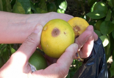 El control biológico como estrategia puede integrarse con otras medidas como el manejo cultural, el manejo del hábitat, el uso racional de insecticidas, entre otras. Foto: INTA. Investigadores del INTA señalan que La simple presencia de las moscas en las frutas representa una reducción de entre el 20 y el 30 % de la producción.