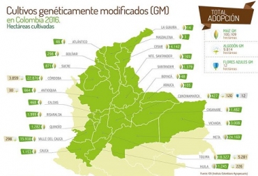 Meta, Córdoba y Tolima son los departamentos en donde más cultivos transgénicos hay. Foto: Agro-Bio. transgénicos, transgénicos en colombia, crecimiento de los cultivos transgénicos, crecimiento de los transgénicos en el mundo, Agro-Bio, contexto ganadero, ganadería colombia, agricultura colombia