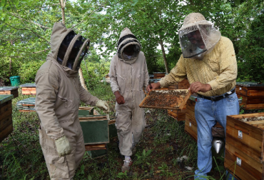 Con el fortalecimiento de la cadena apícola en el Bajo Cauca Antioqueño se vinculará y beneficiará a 450 familias conformadas por madres cabeza de familia. Foto: Programa Oro Legal / USAID USAID, USAID programa Oro Legal, USAID programa Oro Legal apicultura, USAID programa Oro Legal apicultura en Bajo Cauca Antioqueño. USAID apicultura Colombia, CONtexto ganadero, ganadería Colombia