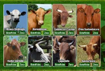 Todas las agremiaciones de razas bovinas de Colombia estarán presentes en Agroexpo. Foto: CONtexto ganadero. La agenda pecuaria en la XXI versión de Agroexpo