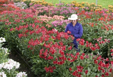 Colombia exportó flores a Estados Unidos por un valor de $627 millones de dólares, aumentando en valor 9%. Foto Asocolflores Colombia, exportaciones de flores, Asocolflores, CONtexto Ganadero, ganadería Colombia