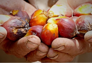 Las 16 millones de hectáreas aptas para el cultivo comercial de palma de aceite, equivalen al 14,2% del territorio continental del país. Foto: UPRA Colombia, UPRA, Fedepalma, área apta para sembrar palma de aceite, CONtexto ganadero, ganadería colombia