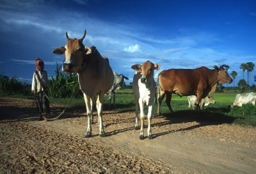 Se requieren controles a lo largo de la cadena alimentaria, incluyendo la horticultura y el medio ambiente. Foto: FAO. Antimicrobianos, amr, resistencia antimicrobiana, alimentos inocuos, producción alimentaria, FAO, buenas prácticas agrícolas, calidad de los alimentos, alimentos sanos, ganadería sostenible, producción sostenible, contexto ganadero, noticias ganaderas colombia