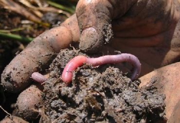 Gusanos de la especie Glossoscolex palos en pastoreo en pastos, Bandeirantes / PR. Foto: George Brown / EMbrapa Embrapa, Cómo las lombrices aumentan la productividad agrícola,CONtexto ganadero, ganaderos colombia, noticias ganaderas Colombia