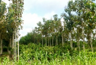 Los sistemas agroforestales permite un retorno económico estable a través de mínimas inversiones de capital y de mano de obra, a la vez que aporta a la recuperación de los suelos degradados, señala Corpoica, Foto: Corpoica Corpoica, sistema agroforestales, Sistemas agroforestales para mejorar la cacaocultura colombiana, CONtexto ganadero, ganadería Colombia, Noticias ganaderas Colombia