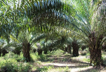 Los lotes de palma deben permanecer bien mantenidos, con control de arvenses, plateo, limpios y podados. Foto: Fedegán. cultivos de palma de aceite, Tumaco, 629 familias, parametros técnicos, mejores prácticas, manejo de agua, polinización, poda, CONtexto Ganadero