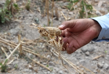 La información precisa sobre el impacto de la sequía contribuirá a reducir la vulnerabilidad en la que viven 10.5 millones de personas a lo largo del Corredor Seco Centroamericano. Foto FAO CONtexto ganadero, ganadería Colombia, Noticias ganaderas Colombia