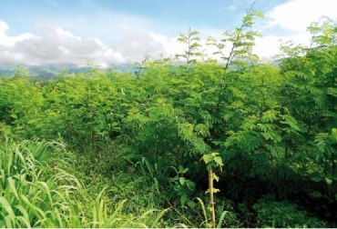 La implementación de Leucaena leucocephala, permite disminuir la emisión de gas metano producida por los animales, y reducirla en un 35%. Foto: Carta Fedegán Leucaena, UN, Rolando Barahona Rosales, Solange Sánchez, César Cuartas, Xiomara Gaviria e Isabel Molina, aportes nutricionales de los sistemas silvopastoriles, CONtexto ganadero, ganadería Colombia, Noticias ganaderas Colombia