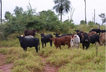 El factor más preponderante en el crecimiento de las praderas para países del trópico es la precipitación. Cuando las lluvias se incrementan, la temperatura se mantiene y la luminosidad también, lo cual hace que el crecimiento de la pradera sea más rápido. Foto: pasturasdeamerica.com Así afecta el clima a las praderas, “Uso eficiente de las praderas para optimizar la producción y calidad de forraje”, Carta Fedegán 140, Iván Dario Calvache y Alexander Navas Panadero - Universidad de La Salle, CONtexto ganadero, ganadería Colombia, Noticias ganaderas Colombia