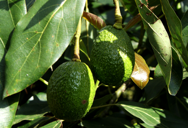 El cultivo es una importante alternativa para proteger los ecosistemas del departamento. Foto: Gobernación del Quindío. Aguacate, aguacate Colombia, producción de aguacate en Colombia, aguacate hass, variedades de aguacate, aguacate hass en Quindío, Quindío Colombia, gobernación del Quindío, Seminario Internacional de Aguacate Hass, ganadería Colombia, noticias ganaderas Colombia, contexto ganadero