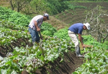 Uno de los mitos es escuchar a agricultores que dicen que si la cal no les pica la nariz cuando la aplican, esa cal no sirve, refiriéndose a la cal viva; o técnicos que dicen que la cal solo sirve para pintar paredes. Foto: posta.com.mx UN de Colombia, cales, mitos, Héctor Osorno Henao M.Sc.,‘Mitos y realidades de las cales y enmiendas en Colombia’,CONtexto ganadero, ganadería Colombia, Noticias ganaderas Colombia