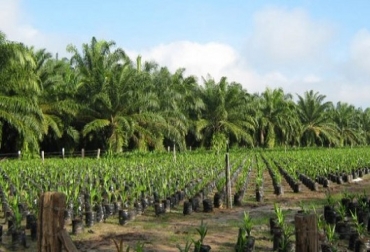 El gremio está trabajando para combatir el cambio climático a través de la investigación. Foto: CONtexto ganadero. palma, cultivo de palma, palma en colombia, producción de palma en colombia, Fedepalma, Cenipalma, GEI, cambio climátio, gei palma, gases de efecto invernadero, ganadería colombia, CONtexto ganadero, noticias ganaderas