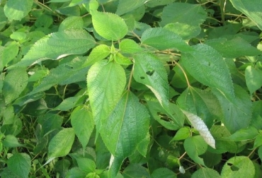 El ramio, una forrajera con alto contenido de proteína | CONtexto ganadero