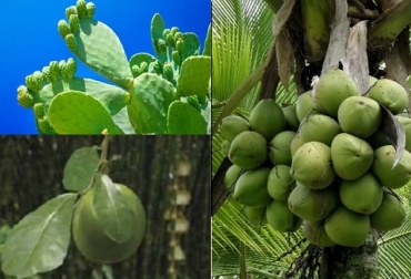 Nopal, Fruto del Totumo y Palma de coco. Foto: tierrafertil.com.mx - unamglobal.unam.mx - CIPAV