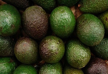 Los productores que recibieron tal distinción son los primeros de Risaralda en obtenerla. Foto: Gobernación de Risaralda. aguacate, aguacate risaralda, producción de aguacate, producción de aguacate en risaralda, risaralda, global gap risaralda, global gap, ganadería, ganadería colombia, noticias ganaderas colombia, contexto ganadero