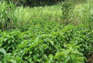 Para desarrollar un BFM Se debe preferir sembrar los árboles nativos o naturalizados de mayor adaptación a las condiciones de cada región. Foto GCS Bancos de Forrajes Mixtos, Producción de Semillas, CIPAV, FNG, Fedegán, SENA, CONtexto ganadero, ganadería Colombia, Noticias ganaderas Colombia